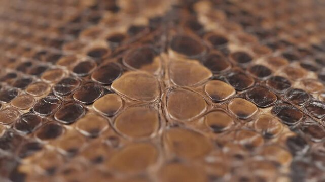 Close-up of a reptile skin with brown and tan scales revealing texture and detail of a snake or similar animal