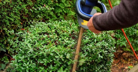 Hand Operating Hedge Cutter Outdoors, Outdoor Scene Showing Hedge Trimming With Vibrant Power Cable