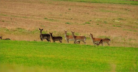 Deer Grazing Peacefully, Serene Deer Group Peacefully Forages In Bright Daylight At Countryside Edge