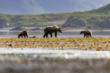 Coastal brown bear cubs in Katmai National Park in Alaska © Patrick