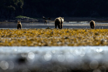 Coastal brown bear cubs in Katmai National Park in Alaska © Patrick