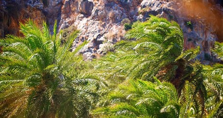 Scenic Palm Grove With Cliffs, Vivid Outdoor Scene Featuring Rocky Cliffs And Swaying Palm Fronds