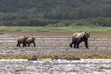 Coastal brown bear cubs in Katmai National Park in Alaska © Patrick