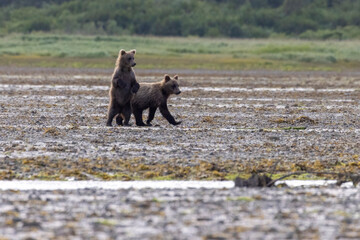 Coastal brown bear cubs in Katmai National Park in Alaska © Patrick