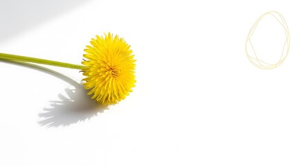 Vibrant Yellow Dandelion Blossom on White Background with Soft Shadow.