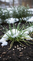 Snow-Kissed Spring - Daffodil Shoots Emerging Through Winters Embrace.