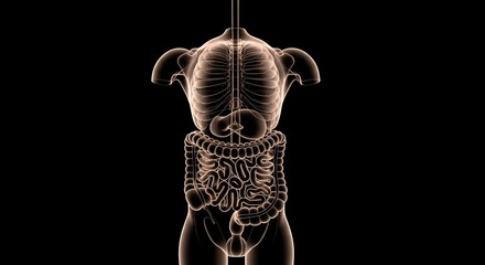 Dog Anatomy - Digestive System X-Ray View on Black Background.