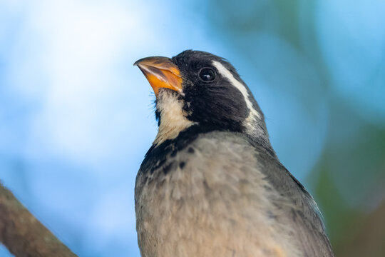 Portrait of a golden-billed saltator (Saltator aurantiirostris) perched in a tree, Buenos Aires, Argentina