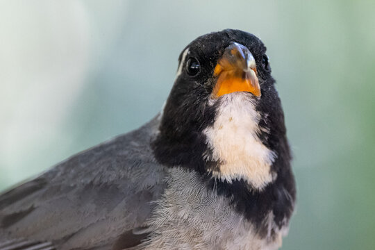 Portrait of a golden-billed saltator (Saltator aurantiirostris) perched in a tree, Buenos Aires, Argentina