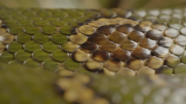 Close-up of a reptile's scales in shades of green and brown, textures and patterns of a snake.