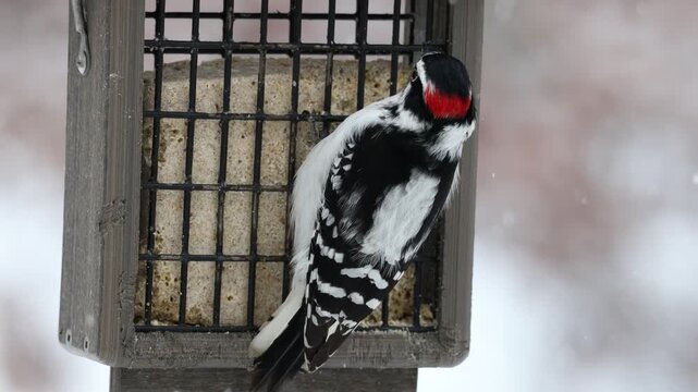Male Downy Woodpecker eating from a Suet Block 
