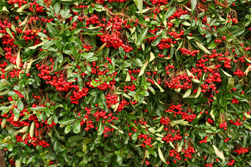 Evergreen pyracantha shrub branches displaying vibrant red berries and green foliage in natural autumn garden