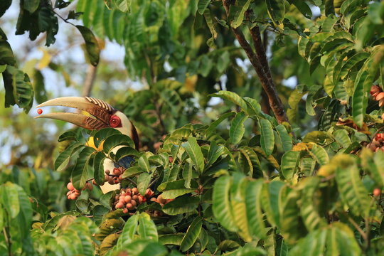 Wreathed Hornbill (Rhyticeros Undulatus),
Males are black with a rufous crown, a white upper breast and face and a yellow featherless throat. Females are uniformly black with a blue throat.
THAILAND 