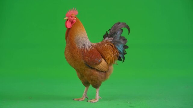 rooster isolated on green screen background