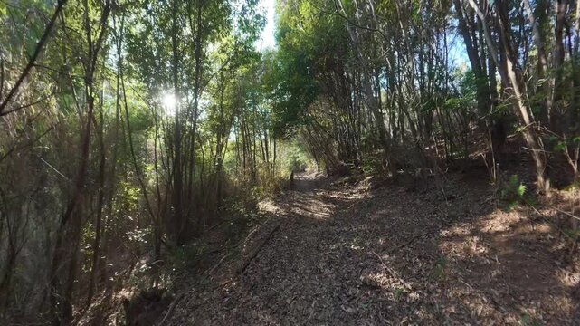 Walking through a natural tree tunnel in the forest