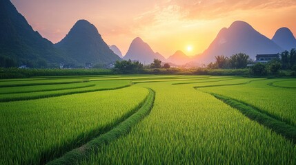 Lush green rice fields with majestic karst mountains at sunrise
