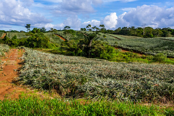 Obraz premium Pineapple plantations in Costa Rica