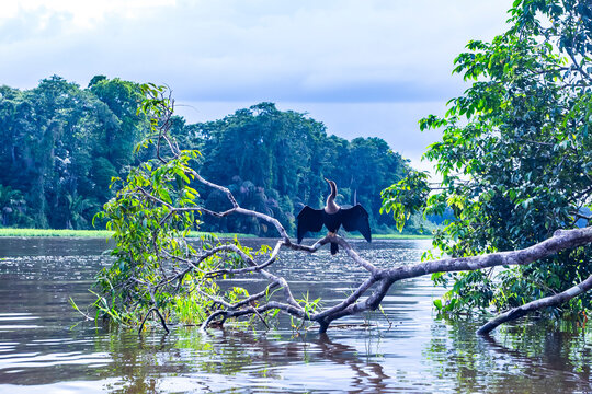 Beautiful female of Ahlinga pato aguia (aka aninga) sitting on a tree branch in the Tortuguero National Park, Costa Rica