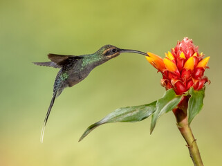 Obraz premium Green Hermit hummingbird