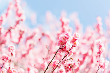 春の訪れを告げる梅の花