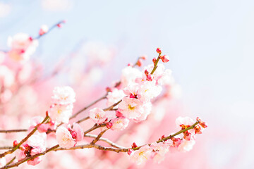 Obraz premium 春の訪れを告げる梅の花