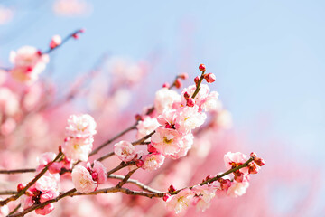 春の訪れを告げる梅の花