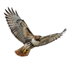 Fototapeta premium A majestic red-tailed hawk in flight, wings fully extended, showcasing its powerful predatory form against a white background.