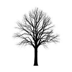 Detailed illustration of a leafless tree