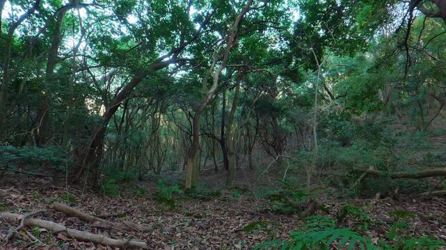 Looking around surrounding trees in a mountain forest