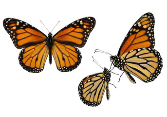 Naklejka premium three ultra-realistic monarch butterflies precisely posed, showing detailed wings and anatomy from multiple angles on a bright white commercial studio background with copy space. concept of