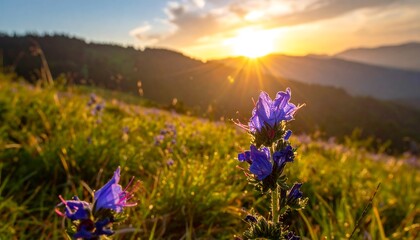 Mountain meadow blooming under a sunny, golden sunset with lush green hills receding into the distant horizon
