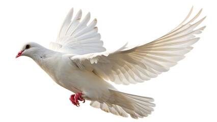 Fototapeta premium flying dove