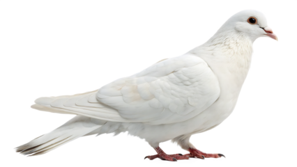 pigeon isolated on white background