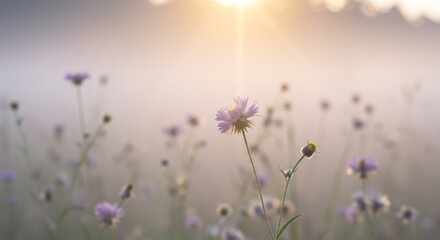 Fototapeta premium Purple Flowers in Misty Field at Sunrise