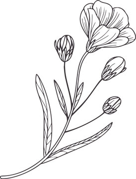 Minimalist black and line of a flowering plant with buds and leaves