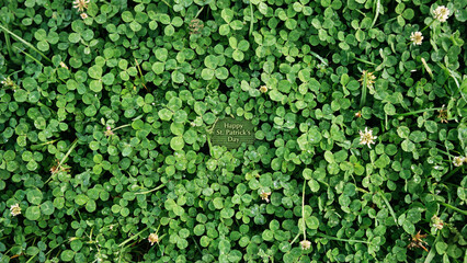 Fototapeta premium Green shamrock clover field texture background for Saint Patrick's Day.