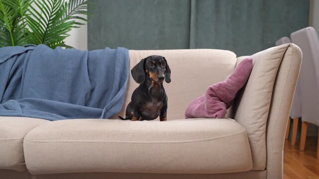 In the cozy atmosphere of the living room, a black and tan dachshund sits on a beige sofa, looking around and waiting for its owner.