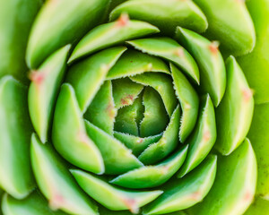 close up of succulents