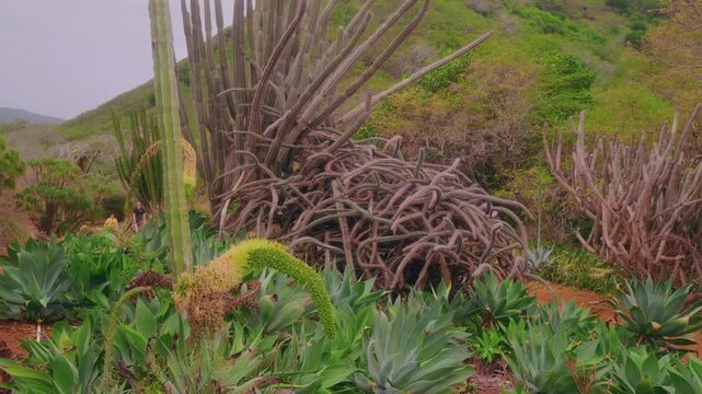 Footage capturing the unique, dryland plant collections within the Koko Crater Botanical Garden on Oahu's southeastern coast. The garden, nestled inside a volcanic tuff cone, specializes in rare and e