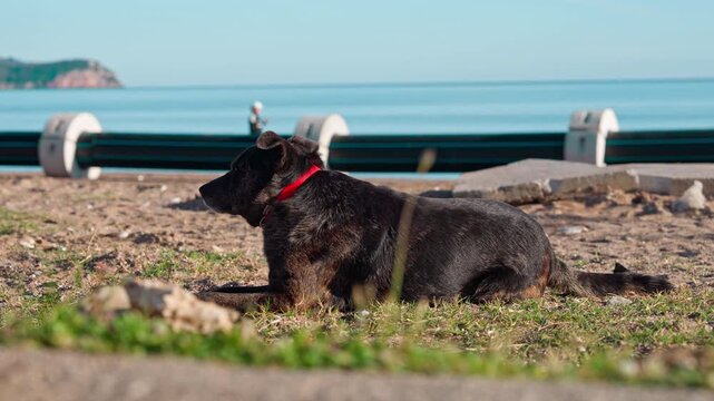 A black dog wearing a red collar lies on a sandy beach near calm blue water with a concrete barrier and distant shoreline in the background