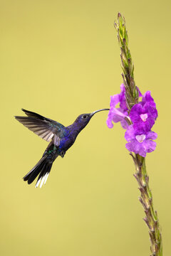 Violet Sabrewing hummingbird inflight