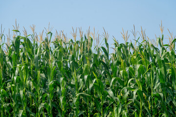 Tall corn plants under a clear blue sky, showcasing vibrant green leaves