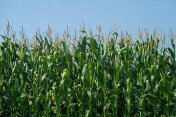 Fototapeta premium Row of tall corn plants beneath a clear blue sky with lush green foliage