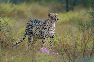 Cheetah with prey © Hans