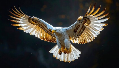 Majestic Eagle Soaring Through the Sky with Wings Spread Wide.