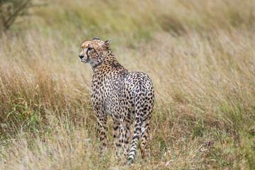Obraz premium Cheetah on the hunt