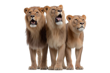 Obraz premium Group of adult lions, two roaring with open mouths, isolated on transparent background