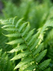 Closeup of a green fern leaf