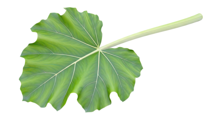 Large Green Elephant Ear Leaf with Stem