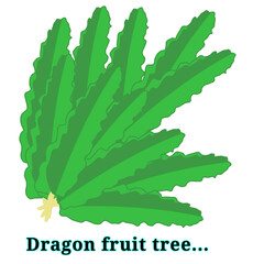 Dragon trees vactor illustration 